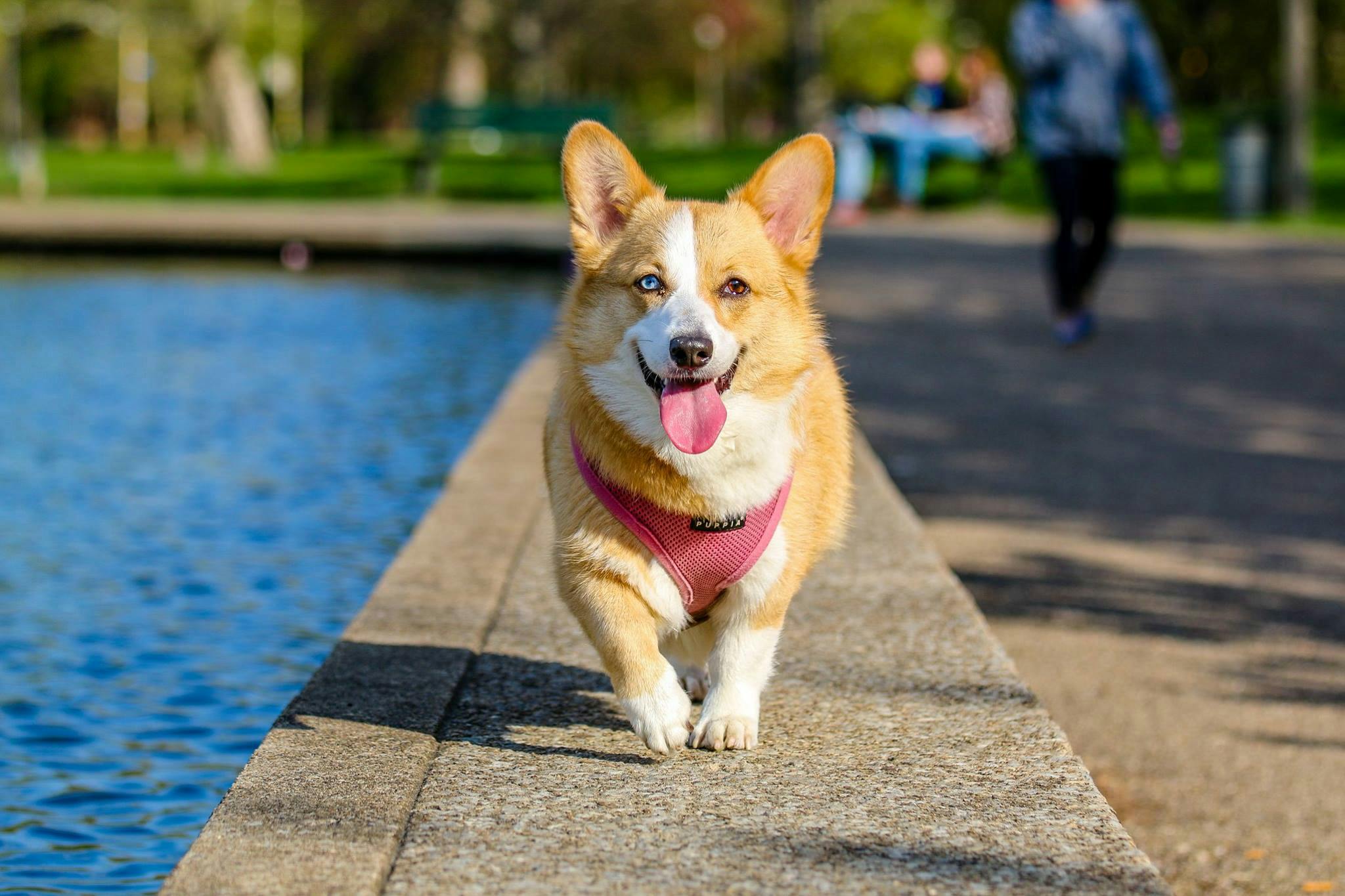 Pet Supplies